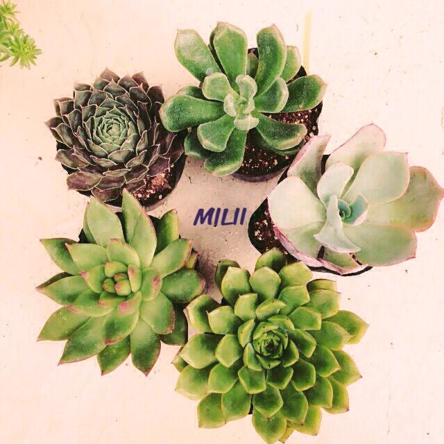 ミリー便の投稿画像 By Chiecoさん 多肉植物 15月7月10日 Greensnap グリーンスナップ