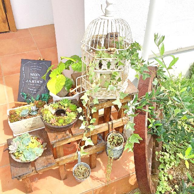 アーモンドネックレスの投稿画像 By Nancyさん グリーンネックレスとオリーブとウンベラータとアイビーと玄関と寄せ植えと鳥かごとセリア とガーデニングと寄せ植えと鳥かごとセリアとガーデニング 15月7月12日 Greensnap グリーンスナップ Greensnap アーモンドネックレスの投稿画像 By Nancyさん グリーンネックレスとオリーブとウンベラータとアイビーと玄関と寄せ植えと鳥かごとセリア とガーデニングと寄せ植えと鳥かごとセリアとガーデニング 15月7月12日 Greensnap グリーンスナップ Greensnap