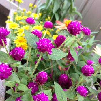 千日紅千夏の投稿画像一覧 Greensnap グリーンスナップ 千日紅千夏の投稿画像一覧 Greensnap グリーンスナップ