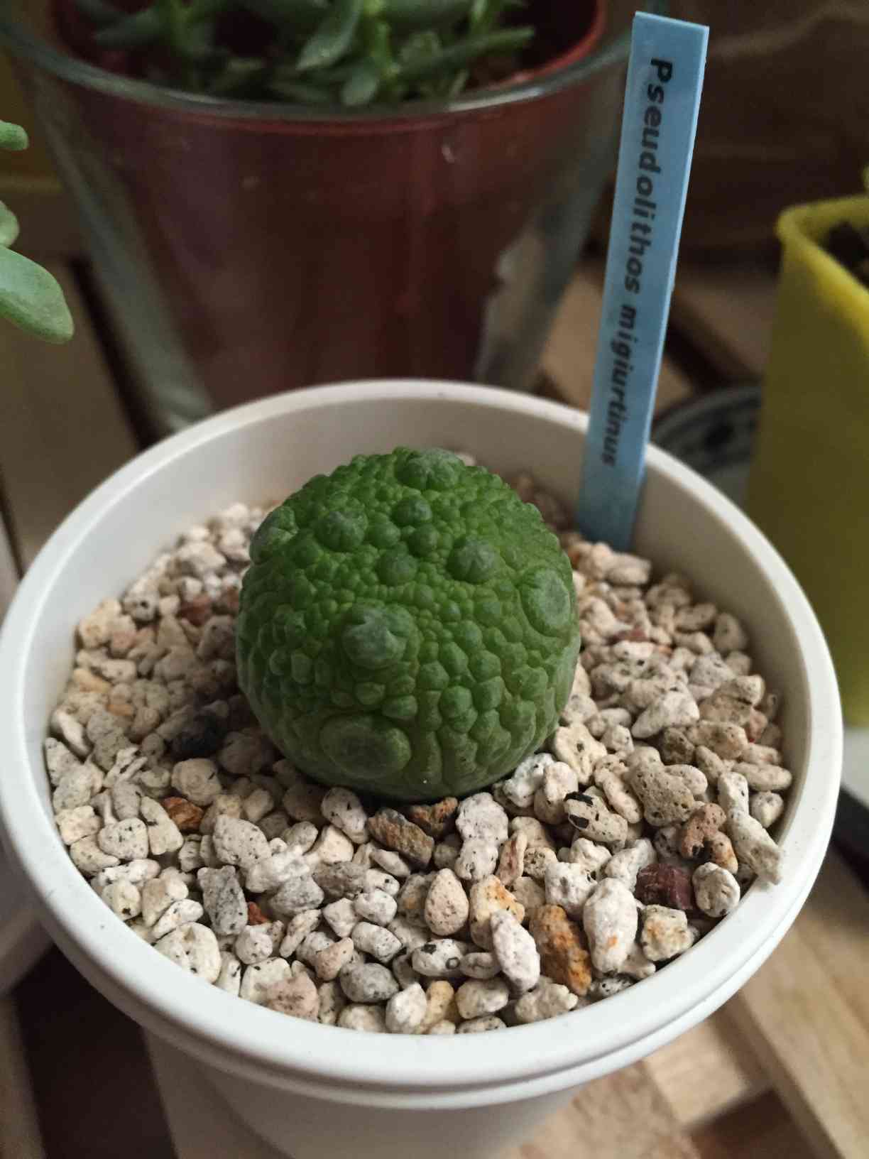 1437899271634_1437899270769_tm