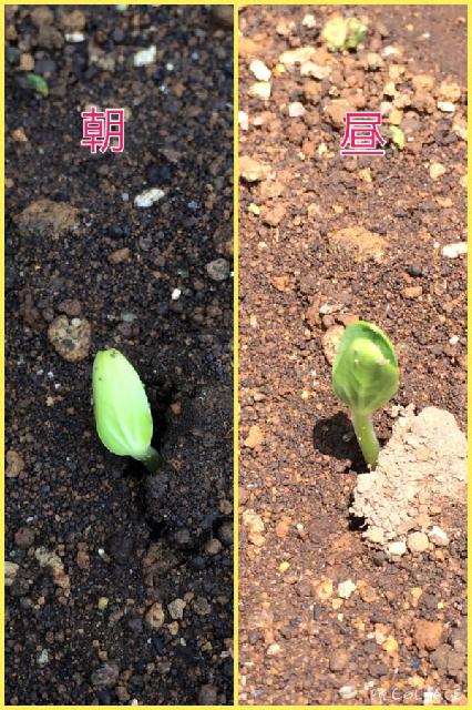 スイカの投稿画像 By あおうみうしさん 花壇とあおうみ 野菜 15月8月4日 Greensnap グリーンスナップ