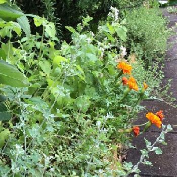 ハーブのボーダー花壇の投稿画像一覧 Greensnap グリーンスナップ