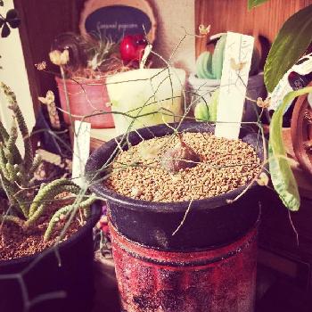 レア植物コンテストの画像 by eriさん | 部屋とイントリカータと初購入と多肉植物とレア植物コンテスト