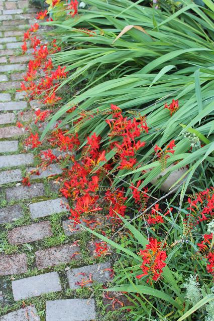 クロコスミア ルシファーの投稿画像 By Sichiyoさん 広い庭と咲いた と耐寒性宿根草と赤い花とレンガの道と咲いた と耐寒性宿根草と赤い花とレンガの道 15月8月8日 Greensnap グリーンスナップ Greensnap グリーンスナップ