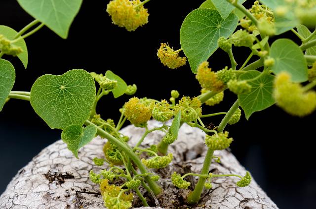 ステファニア ヴェノーサの投稿画像 By Kemuriradioさん バルコニー ベランダとステファニア エレクタ 15月8月10日 Greensnap グリーンスナップ Greensnap グリーンスナップ