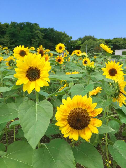 ヒマワリの投稿画像 By 花ママさん 広い庭と元気が出る花 と夏の花と夏を感じるひまわりコンテストと夏の植物と元気が出る花 と夏の花と夏を感じるひまわりコンテストと夏の植物 15月8月11日 Greensnap グリーンスナップ Greensnap グリーンスナップ