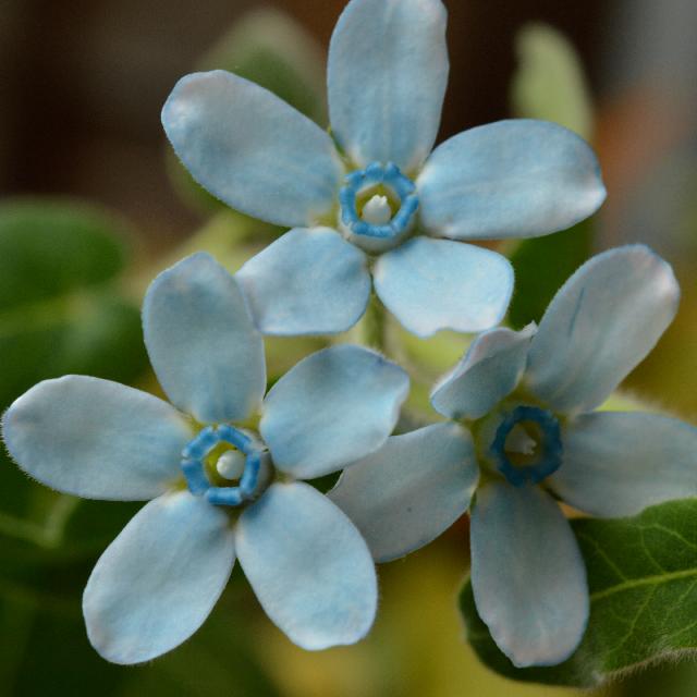 オキシペタルム の投稿画像 By 銀月さん ピュアブルーと花のある暮らしと咲いた と鉢植えのお花と庭の花 15月8月15日 Greensnap グリーンスナップ