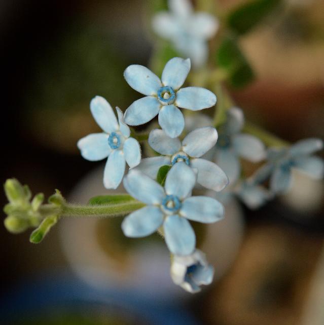 オキシペタルム の投稿画像 By 銀月さん ピュアブルーと咲いた と鉢植えのお花と花のある暮らし 15月8月17日 Greensnap グリーンスナップ