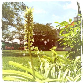 レア植物コンテストの画像 by なかひろさん | 広い庭とパイナップルリリーとカフェみたいな暮らしコンテストとレア植物コンテストと今日の一枚と暮らしを彩る植物コンテストと花のある暮らしと咲いた！