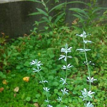 ロータス クレティクスの投稿画像一覧 Greensnap グリーンスナップ