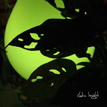 ランプ で 光と影の葉っぱアートの投稿画像一覧 Greensnap グリーンスナップ