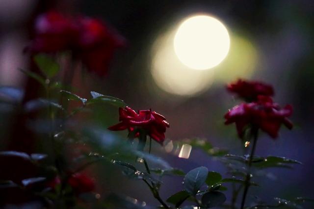 広い庭の画像 by kaza33さん | 広い庭とミニバラと咲いた！と夕方と街路灯