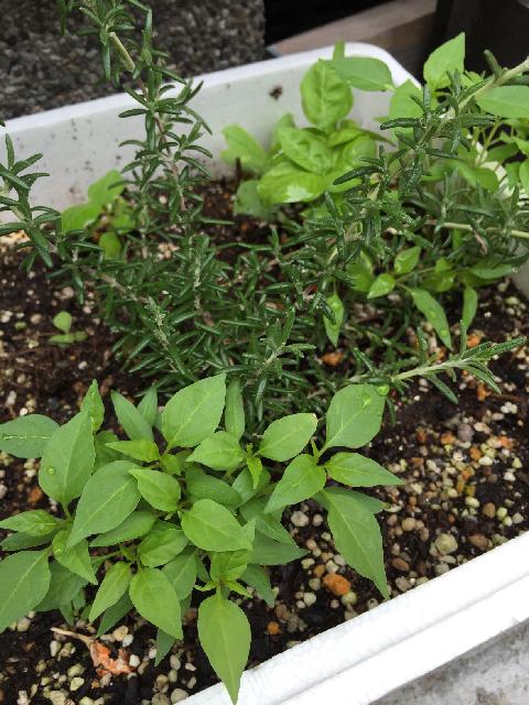 とうがらしの投稿画像 By 京都みやんさん バジルとローズマリーと食べられる植物フォトコンテンスト 15月9月5日 Greensnap グリーンスナップ