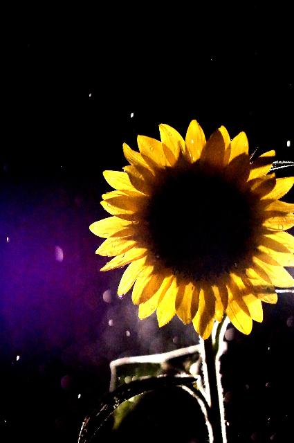 ヒマワリの投稿画像 By Kaza33さん 夏を感じるひまわりコンテストと花のある暮らしとありがとう 15月9月6日 Greensnap グリーンスナップ