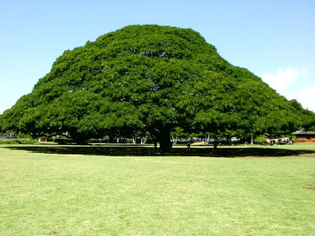 アメリカネムノキの投稿画像 By うささん モンキーポッドとレインツリーとこの木なんの木とこの 木なんの木 とボタニカルスポットコンテストとモアナルア ガーデンパーク ハワイ オアフ島 と世界の植物フォトコンテスト 15月9月12日 Greensnap グリーン