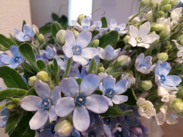 切り花の投稿画像 By Hiromiさん ブルースター ピュアブルーと花のある暮らし 15月9月16日 Greensnap グリーンスナップ