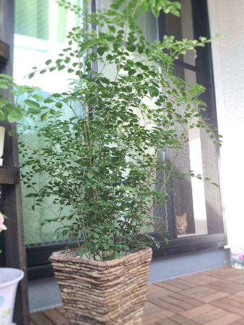 シマトネリコの投稿画像 By Hiromiさん グリーンの癒し と観葉植物と成長記録と朝日 15月9月日 Greensnap グリーンスナップ