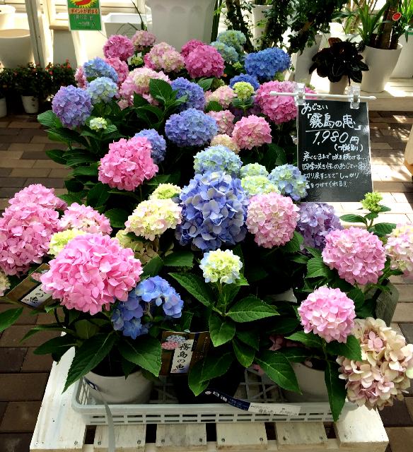 四季咲きアジサイ 霧島の恵の投稿画像 By しーちゃんさん お出かけ先と園芸店と園芸店 15月9月22日 Greensnap グリーンスナップ Greensnap グリーンスナップ