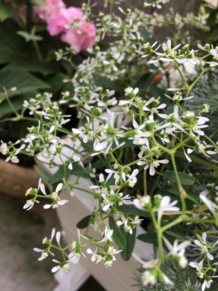 ユーフォルビア ダイヤモンドフロストの投稿画像 By Hiromiさん 寄せ植えと苗セットと花のある暮らし 15月10月3日 Greensnap グリーンスナップ