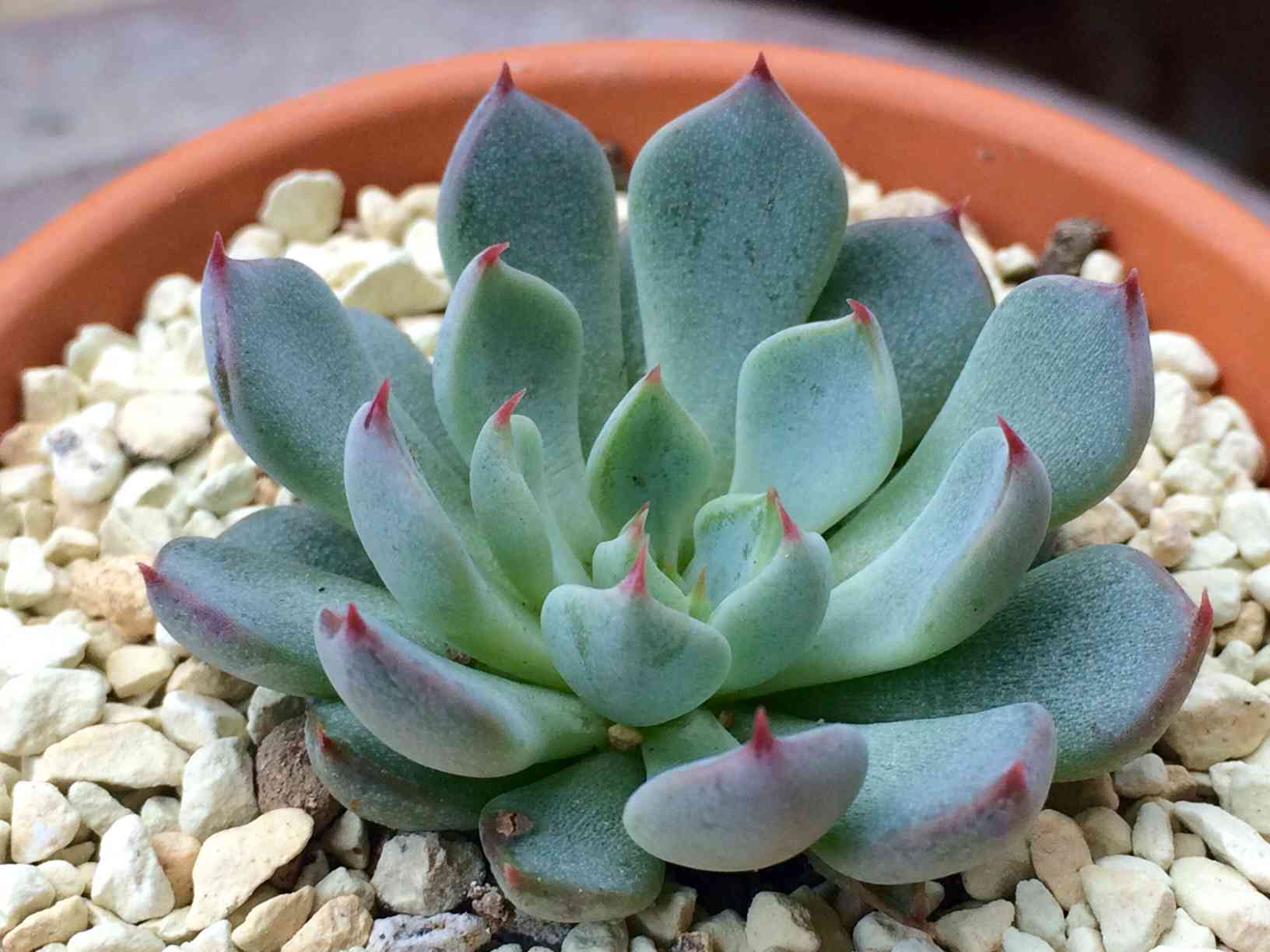 ザラゴーサ sp ノバの一覧｜🍀GreenSnap（グリーンスナップ）