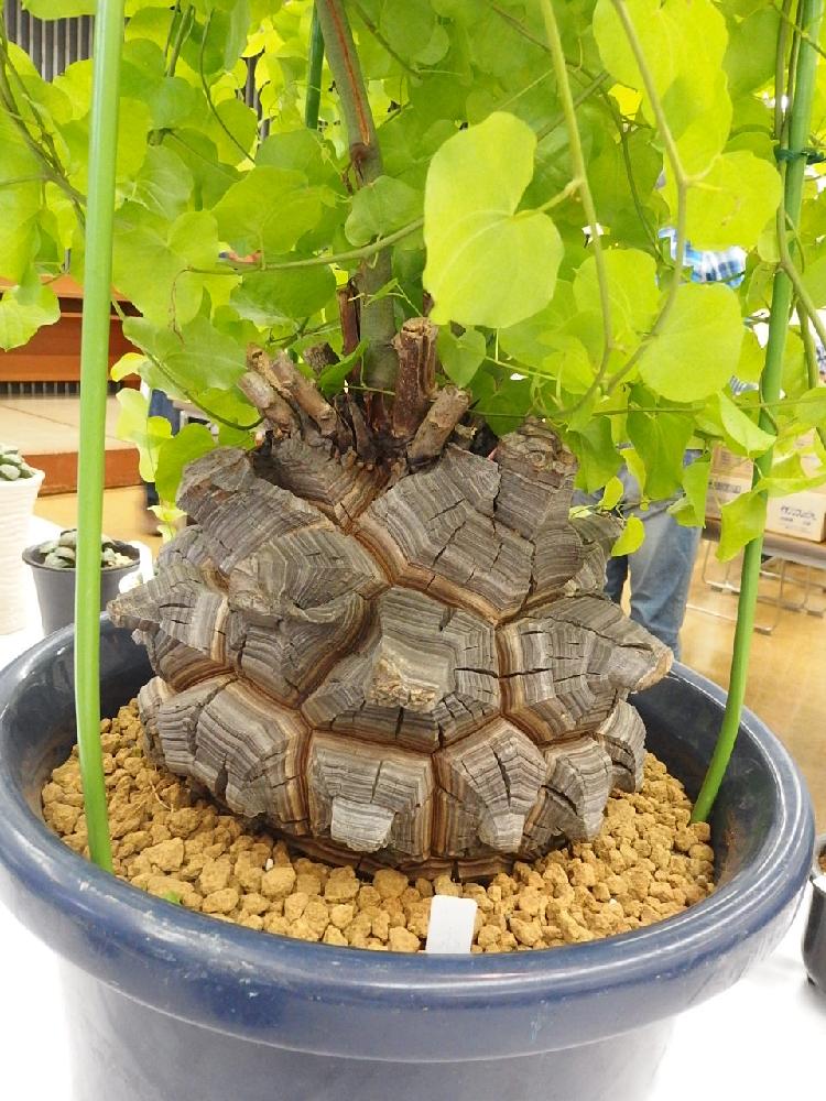 アフリカ 亀甲竜 塊根植物 ビザールプランツ 3個セット