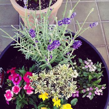 四季咲きラベンダーの投稿画像一覧 Greensnap グリーンスナップ