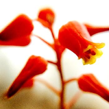世界最小アロエの画像 by うささん | 窓辺とアロエとアロエ ディスコイングシー とレア植物コンテスト第2弾と多肉植物と花のある暮らしと咲いた！と世界最小アロエ