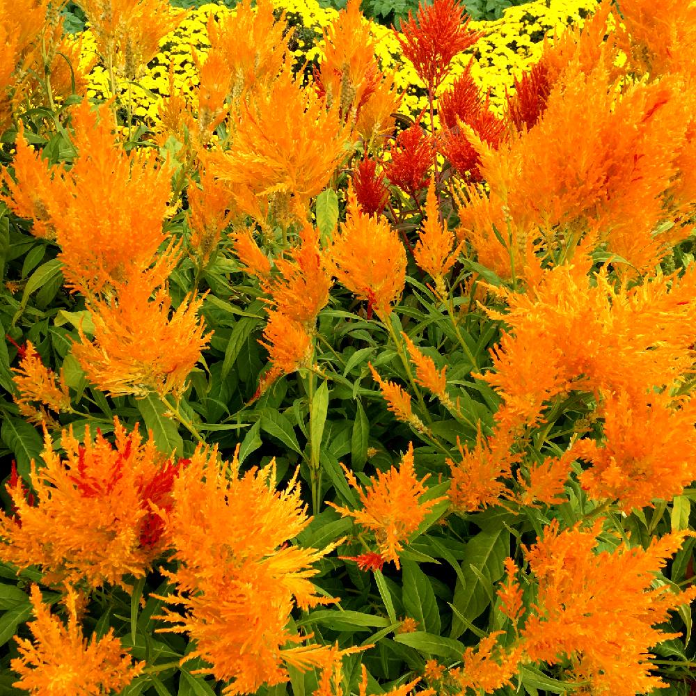 羽毛ケイトウ アプリコットブランデーの投稿画像 By モチさん お出かけ先 15月10月17日 Greensnap グリーンスナップ Greensnap グリーンスナップ