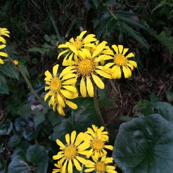 伽羅蕗の投稿画像一覧 Greensnap グリーンスナップ