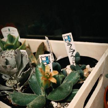 猫の手の投稿画像一覧 Greensnap グリーンスナップ