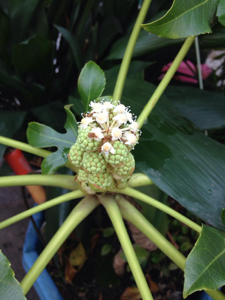 ヤスデの花の投稿画像 By ハチクロさん お婆さん家と今日の一枚と花 15月10月30日 Greensnap グリーンスナップ