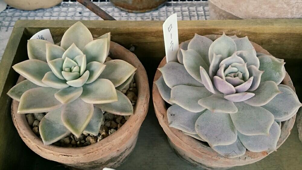 エケベリア ローラの投稿画像 By Sachiさん エケベリア 薄氷と多肉植物と紅葉する多肉 15月10月31日 Greensnap グリーンスナップ