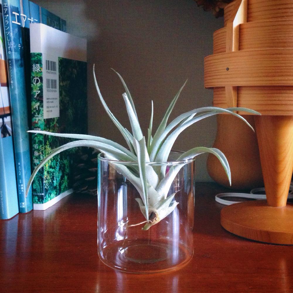 チランジア ハリシーの投稿画像 By Griffinさん ハリシーとリビングと本棚とチランジア属とエアプランツと成長記録 15月10月31日 Greensnap グリーンスナップ