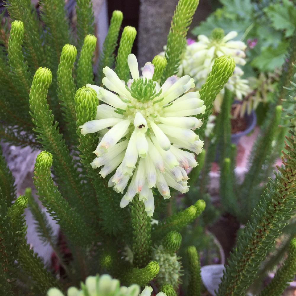 エリカセシリフローラの投稿画像 By Green Soilさん 花のある暮らしと咲いた 2015月10月31日 Greensnap グリーンスナップ