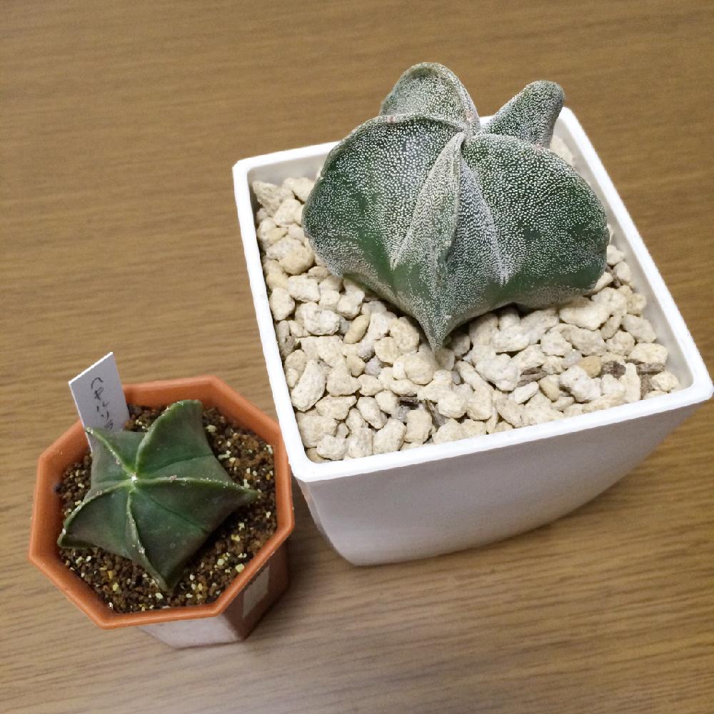 ランポー玉の投稿画像 By 九さん ヘキルリランポーと有星類と成長記録 15月10月31日 Greensnap グリーンスナップ