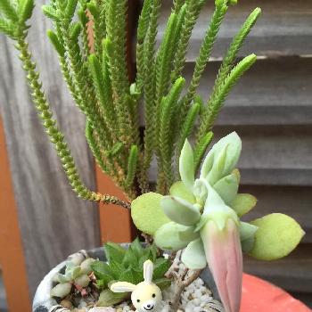 ティンカーベルの花の投稿画像一覧 Greensnap グリーンスナップ