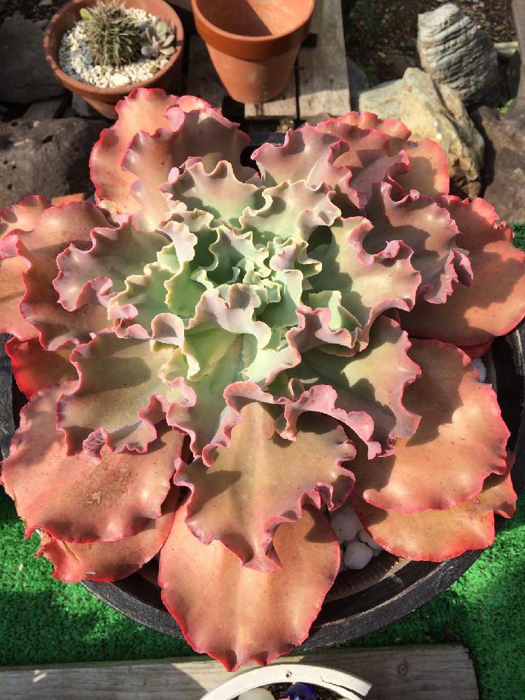 パーティードレスの投稿画像 By のん さん お出かけ先と多肉植物とよその おじいちゃんの多肉と紅葉する多肉と多肉植物とよその おじいちゃんの多肉と紅葉する多肉 15月11月3日 Greensnap グリーンスナップ Greensnap グリーンスナップ パーティードレスの投稿画像 By のん さん お出かけ先と多肉植物とよその おじいちゃんの多肉と紅葉する多肉と多肉植物とよその おじいちゃんの多肉と紅葉する多肉 15月11月3日 Greensnap グリーンスナップ Greensnap グリーンスナップ