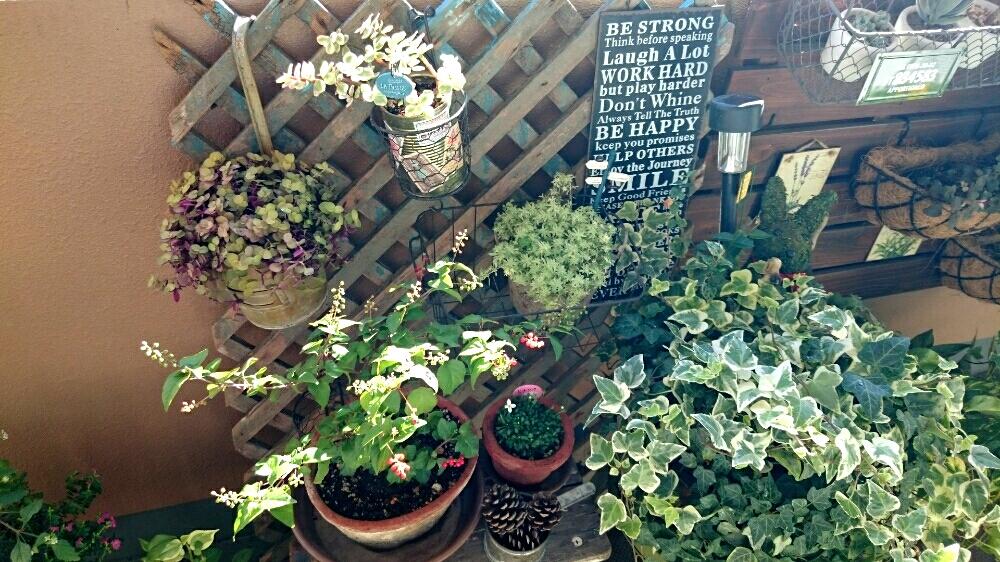 リシマキアシューティングスターの投稿画像 By Yasu さん ヒナソウとアイビー ヘデラ と斑入りセダム ミルクージとジュズサンゴとカリシアとバルコニー ベランダとセダム とセリアと初購入と花のある暮らしとビンテージ感とセダム とセリアと初購入と花のある暮らし