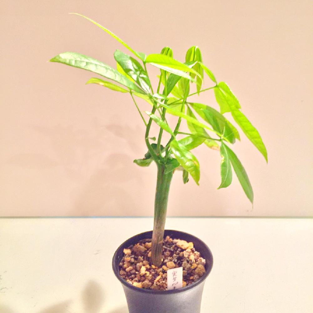 パキラの投稿画像 By グラウカさん 部屋と三つ子と実生と四つ子と観葉植物と成長記録と三つ子と実生と四つ子と観葉植物と成長記録 15月11月4日 Greensnap グリーンスナップ Greensnap グリーンスナップ