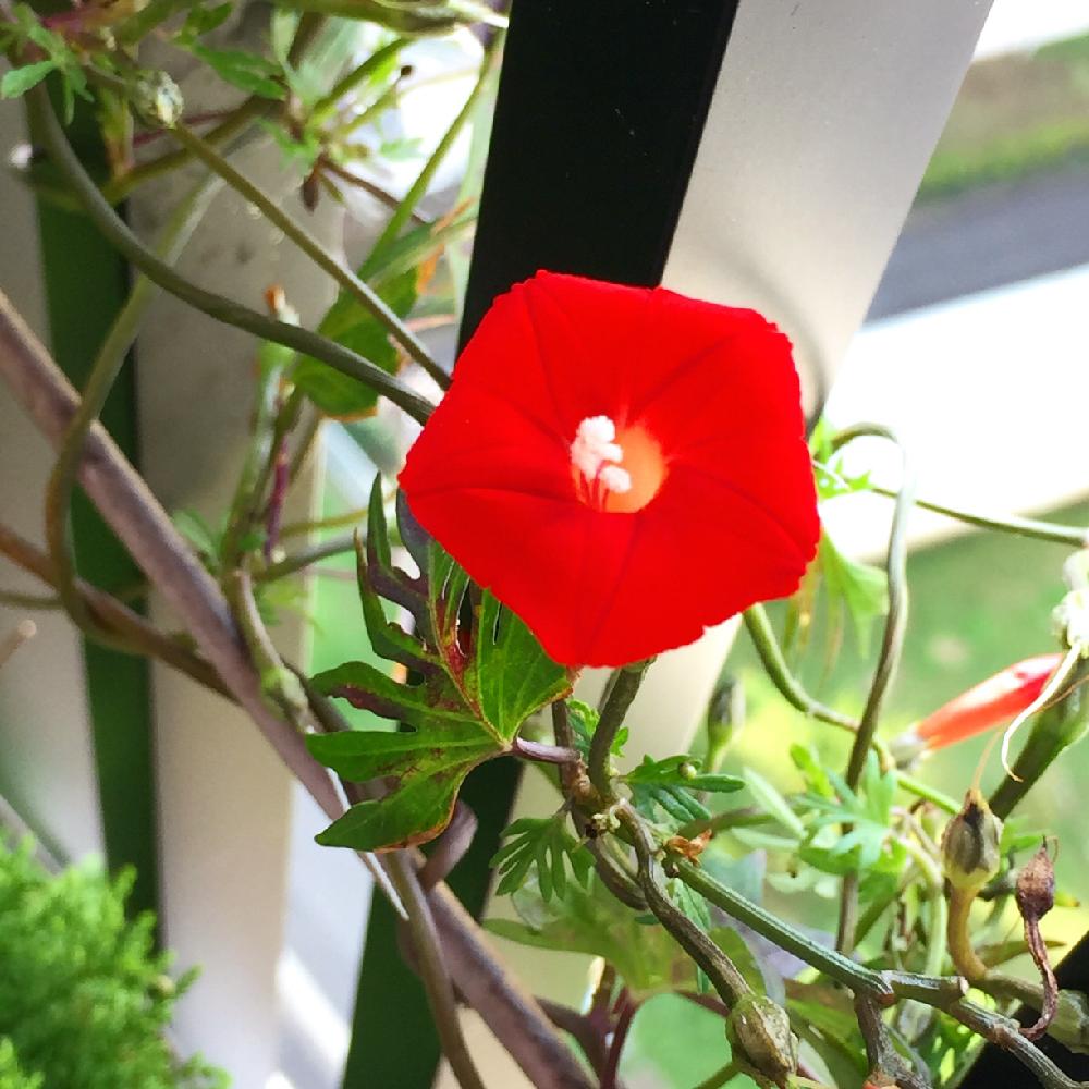 ルコウソウの投稿画像 By 花ママさん つる性植物と星の花と赤い花と夏の花 15月11月5日 Greensnap グリーンスナップ
