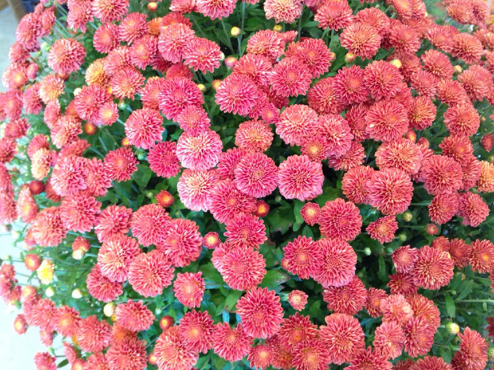 ベルギーマムの投稿画像 By Nammyさん お出かけ先 15月11月6日 Greensnap グリーンスナップ Greensnap グリーンスナップ