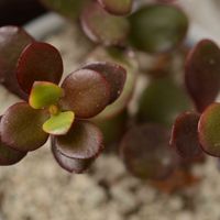 姫花月,黄金姫花月,多肉植物,クラッスラ属,軒下の画像