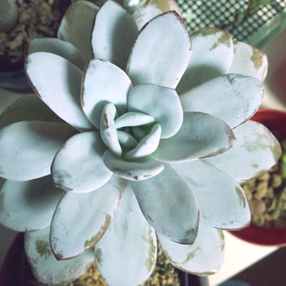 ラウィの投稿画像 By Junsanさん 多肉植物とエケベリア 白い粉とサボテン 多肉ビッグバザールとエケベリア属と国際多肉協会ビッグバザールと大きなエケベリアとサボテン 多肉植物ビッグバザール 15月11月8日 Greensnap グリーンスナップ