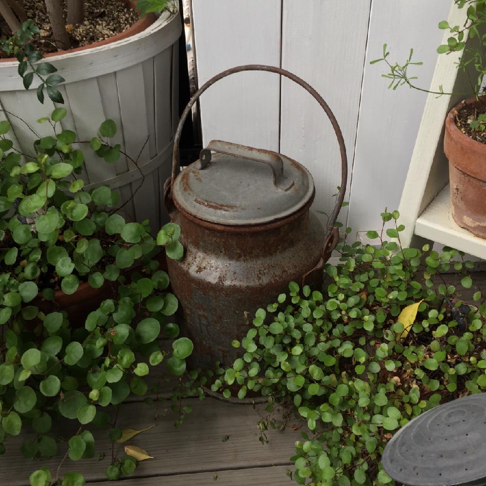 ワイヤープランツ 大葉 の投稿画像 By Leona19raさん ワイヤープランツとdiyとベランダガーデンとアンティーク 15月11月9日 Greensnap グリーンスナップ