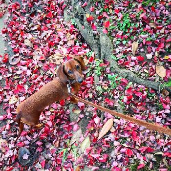 カラフル落ち葉の画像 by 花ママさん | お出かけ先とカラフル落ち葉と紅葉した葉っぱと愛犬と散歩と秋を感じると赤い葉っぱと落ち葉とお散歩と犬の散歩中
