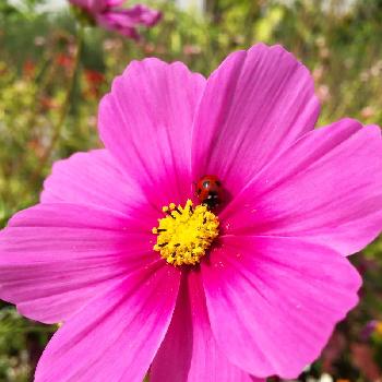 お花と虫の画像 by 花ママさん | お出かけ先とコスモスと昆虫と植物とピンクの花と季節の花と今日の一枚とキュンキュン♡とかわいいな♡とお花と虫