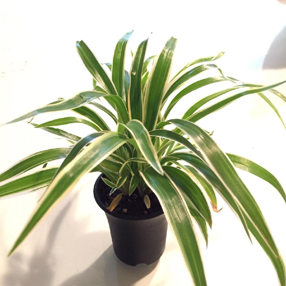 インドチョウランの投稿画像 By グラウカさん シャムオリヅルランと部屋と観葉植物とオリヅルランと観葉植物 15月11月16日 Greensnap グリーンスナップ Greensnap グリーンスナップ