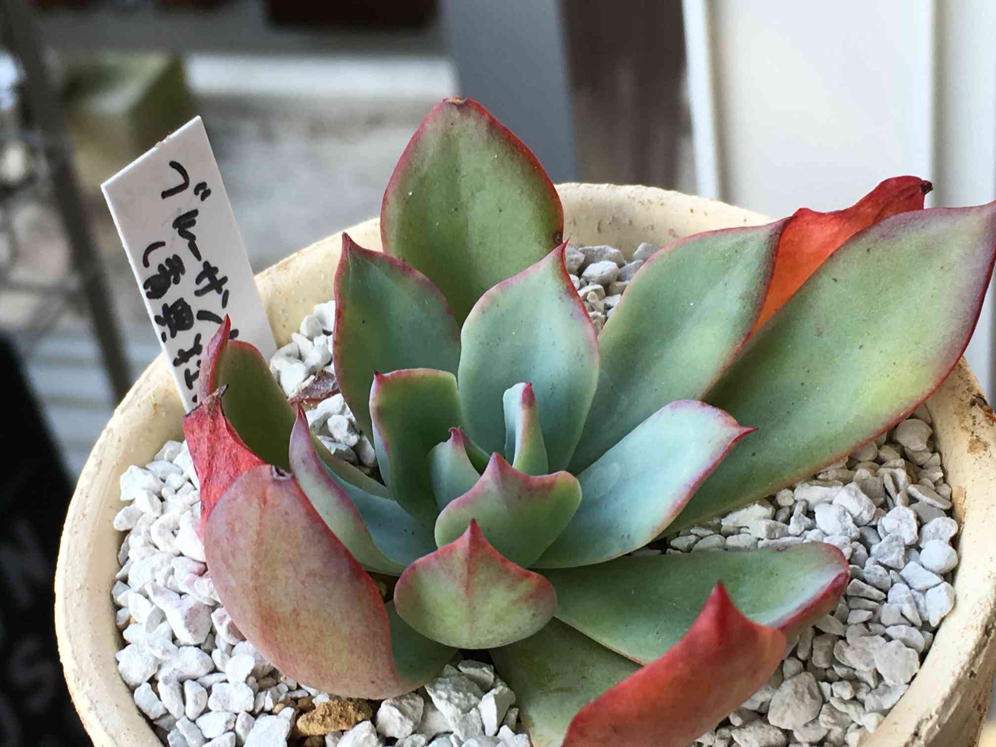 多*ヤ様 青典牡丹　抜き苗 初の青典牡丹交配が癖満天 (メキシカンジャイアントxパリダ)x青典牡丹