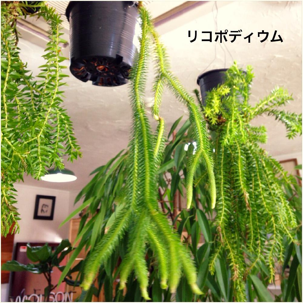 リコポディウムの投稿画像 By Clutch Furnitureさん 男前植物と珍しいと垂れる植物と葉っぱアートとヒカゲノカズラ科とインテリアグリーンと着生植物 15月11月18日 Greensnap グリーンスナップ