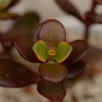 姫花月,黄金姫花月,多肉植物,クラッスラ属,軒下の画像